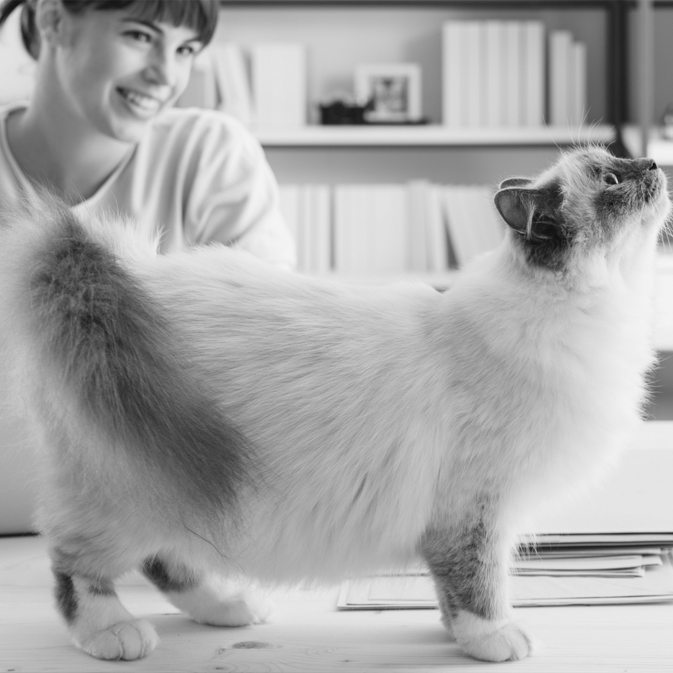 Préférence Animale